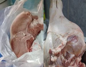 Prierna de cerdo fresca, carne, limpia o con piel