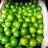 Limones, cítricos verdes y maduros