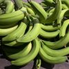 Platanos verdes, Platanos criollos. entrega a domicilio