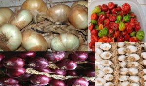 diversas especias cebollas. ajos. ajies. cachucha